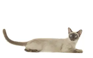 Tonkinese: Tonkinese Cat (Siamese and Burmese cross)