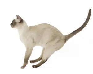Yoga: Tonkinese Cat (Siamese and Burmese cross)