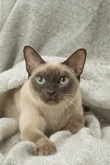 Tonkinese: Tonkinese Cat (Siamese and Burmese cross)
