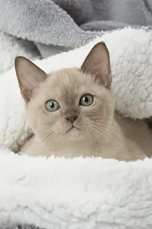 Tonkinese: Tonkinese Cat (Siamese and Burmese cross) kitten