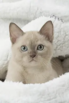 Tonkinese: Tonkinese Cat (Siamese and Burmese cross) kitten