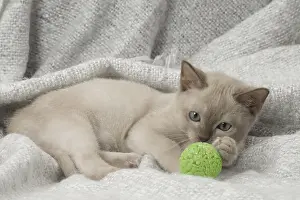 Tonkinese: Tonkinese Cat (Siamese and Burmese cross) kitten