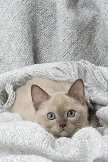 Tonkinese: Tonkinese Cat (Siamese and Burmese cross) kitten in blan