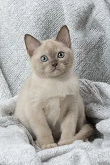 Tonkinese: Tonkinese Cat (Siamese and Burmese cross) kitten in blan