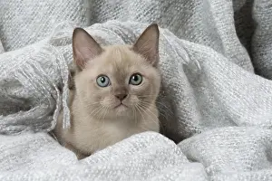 Snuggling: Tonkinese Cat (Siamese and Burmese cross) kitten in blan
