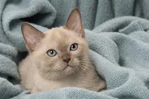 Tonkinese: Tonkinese Cat (Siamese and Burmese cross) kitten in blan
