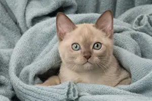 Tonkinese: Tonkinese Cat (Siamese and Burmese cross) kitten in blan