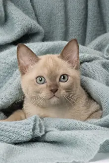 Tonkinese: Tonkinese Cat (Siamese and Burmese cross) kitten in blan