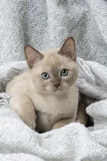090517: Tonkinese Cat (Siamese and Burmese cross) kitten in blan