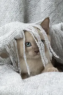 090517: Tonkinese Cat (Siamese and Burmese cross) kitten in blan