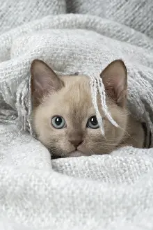 090517: Tonkinese Cat (Siamese and Burmese cross) kitten in blan