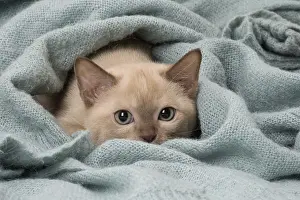 090517: Tonkinese Cat (Siamese and Burmese cross) kitten in blan