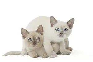 Test: Tonkinese Cat (Siamese and Burmese cross) kittens