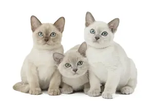 Tonkinese: Tonkinese Cat (Siamese and Burmese cross) kittens