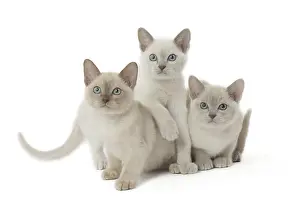 Tonkinese: Tonkinese Cat (Siamese and Burmese cross) kittens