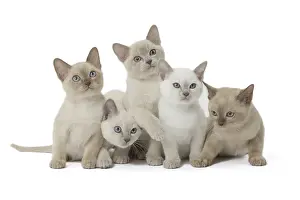 Tonkinese: Tonkinese Cat (Siamese and Burmese cross) kittens