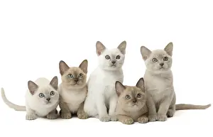 Tonkinese: Tonkinese Cat (Siamese and Burmese cross) kittens
