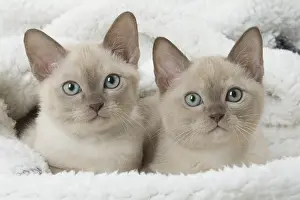 Tonkinese: Tonkinese Cat (Siamese and Burmese cross) kittens
