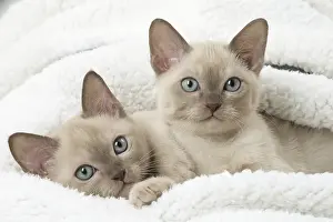 Snuggling: Tonkinese Cat (Siamese and Burmese cross) kittens