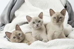 Snuggling: Tonkinese Cat (Siamese and Burmese cross) kittens