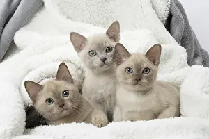 Snuggling: Tonkinese Cat (Siamese and Burmese cross) kittens