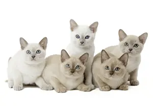 090517: Tonkinese Cat (Siamese and Burmese cross) kittens
