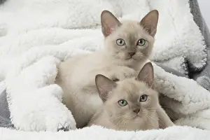 090517: Tonkinese Cat (Siamese and Burmese cross) kittens