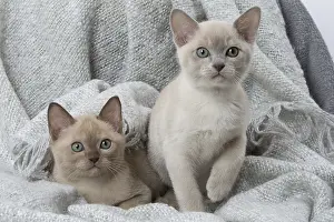 Tonkinese: Tonkinese Cat (Siamese and Burmese cross) kittens in bla