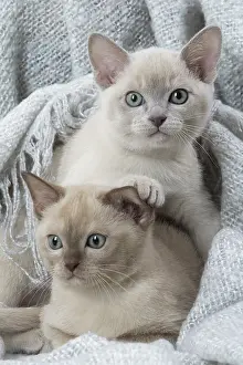 Tonkinese: Tonkinese Cat (Siamese and Burmese cross) kittens in bla