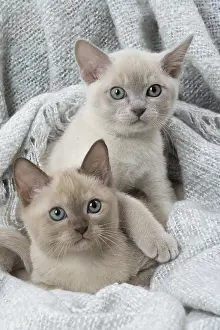Snuggling: Tonkinese Cat (Siamese and Burmese cross) kittens in bla