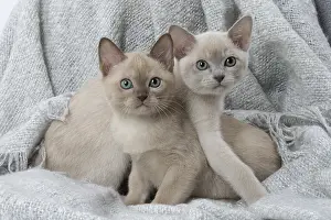 090517: Tonkinese Cat (Siamese and Burmese cross) kittens in bla