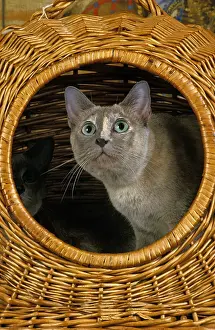 Tonkinese: Tonkinese Domestic Cat, Adult standing in Basket