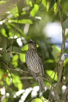 Bowerbird: Tooth-billed Bowerbird