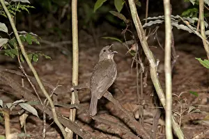 Arena: Tooth-billed Bowerbird - calling from a perch above