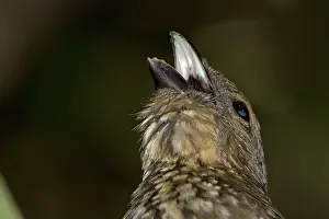 Bowerbirds: Tooth-billed / Stagemaker Bowerbird