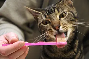 Brushed: Tooth brushing of a male brown tabby European cat France