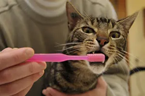 Brushed: Tooth brushing of a male brown tabby European cat France