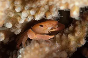 Mabul: Two Tooth Guard Crab