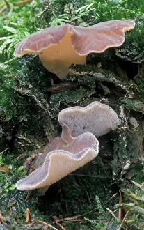 Jelly: Toothed Jelly Fungus