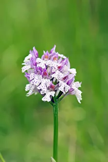 Tridentata: Toothed orchid - close up of flower