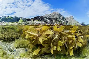 Toothed Wrack (Fucus serratus), at low tide in front
