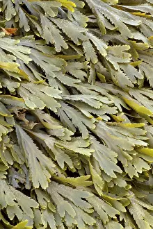 Fucales: Toothed wrack at low tide