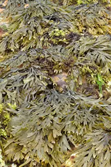 Fucales: Toothed wrack at low tide
