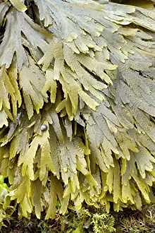 Fucales: Toothed wrack at low tide