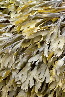 Fucales: Toothed wrack at low tide - Bretagne, Cetes-d'Armor