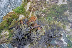 Tidepool: Toothed Wrack - in tidepool