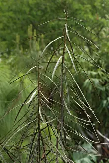 Thin: ToothedLancewood