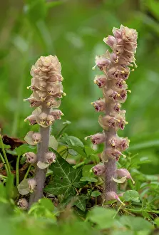 Root: Toothwort, Lathraea squamaria, in flower in spri