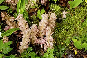 Lathraea: Toothwort; root parasite on hazel and maple
