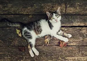 Board: Top-down view of a cat lying on a rustic wooden